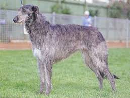 犬を家族に迎える前に